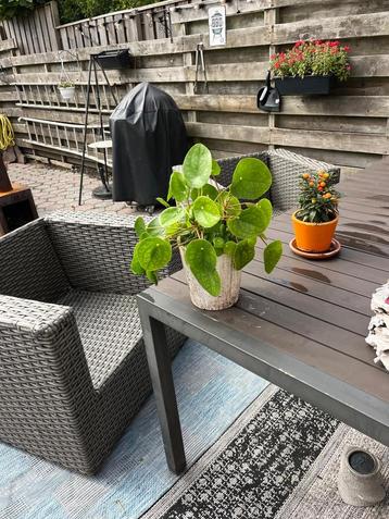 Pannenkoekenplant in sierpot beschikbaar voor biedingen