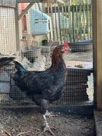 Marans haan, Dieren en Toebehoren, Pluimvee, Mannelijk, Kip