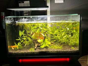 Compleet met vissen!! Superfish Quadro 40 Multi Colour beschikbaar voor biedingen