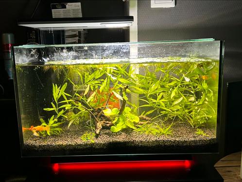 Compleet met vissen!! Superfish Quadro 40 Multi Colour, Dieren en Toebehoren, Vissen | Aquaria en Toebehoren, Zo goed als nieuw