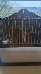 Bastaard putters vogel man, Dieren en Toebehoren, Mannelijk, Wildzangvogel