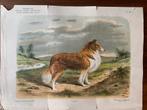 Oude prent Collie - Avicultura 1913, Ophalen of Verzenden