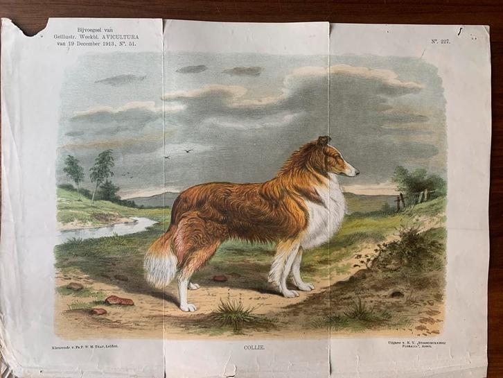 Oude prent Collie - Avicultura 1913, Antiek en Kunst, Kunst | Etsen en Gravures, Ophalen of Verzenden