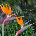 Goed tehuis gezocht voor onze paradijsvogelbloemen plant, Huis en Inrichting, Ophalen, 200 cm of meer, Overige soorten, Halfschaduw