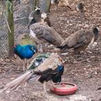 Te koop 1-2 blauwe pauwen, Dieren en Toebehoren, Vogels | Overige Vogels, Meerdere dieren