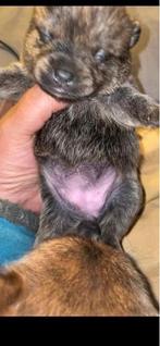 Mini jackrussel Pomeriaan, Overige rassen, 8 tot 15 weken, Teef, Meerdere