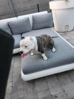 Pocket bully, Dieren en Toebehoren, Honden | Bulldogs, Pinschers en Molossers, België, Particulier, Reu, 1 tot 2 jaar