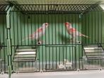 Gezocht grote aantallen kanaries, Dieren en Toebehoren, Vogels | Kanaries