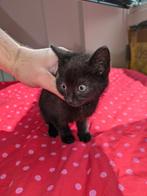 Kittens, Dieren en Toebehoren, Katten en Kittens | Raskatten | Korthaar, 0 tot 2 jaar