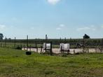 Paardenstalling, pensioenplekje, pensionstal, Dieren en Toebehoren, Weidegang