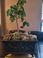 2 gietijzeren bloembakken/potten, Ophalen, Gebruikt, Minder dan 30 cm, Minder dan 60 cm