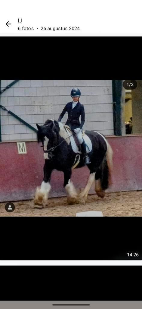 Mooie lieve grote sport Tinker merrie (1.63) te koop, Dieren en Toebehoren, Paarden, Merrie, 160 tot 165 cm, 11 jaar of ouder