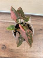 Syngonium pink splash, Huis en Inrichting, Kamerplanten, Ophalen of Verzenden