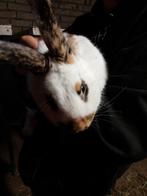 Mooi konijn, Dieren en Toebehoren, Mannelijk, Groot, 0 tot 2 jaar