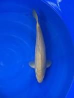 Karashigoi, Dieren en Toebehoren, Vissen | Vijvervissen, Karper of Koi