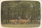 Edelhert op de Veluwe 1983, Verzamelen, Verzenden, 1980 tot heden, Gelopen, Overige soorten