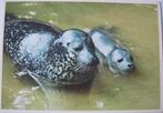 voor het kind - zeehond met jong - 1970, Verzamelen, Ansichtkaarten | Dieren, Waterdier, 1960 tot 1980, Ongelopen, Verzenden