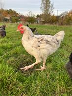 Vuilwit (splash) marans haan, Mannelijk, Kip