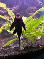 gratis vis beetje tegroot voor ons aquarium, Vis