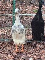 Indische loopeenden., Meerdere dieren, Eend