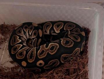 1.1 Ballpython : Black Pastel Het Pied beschikbaar voor biedingen