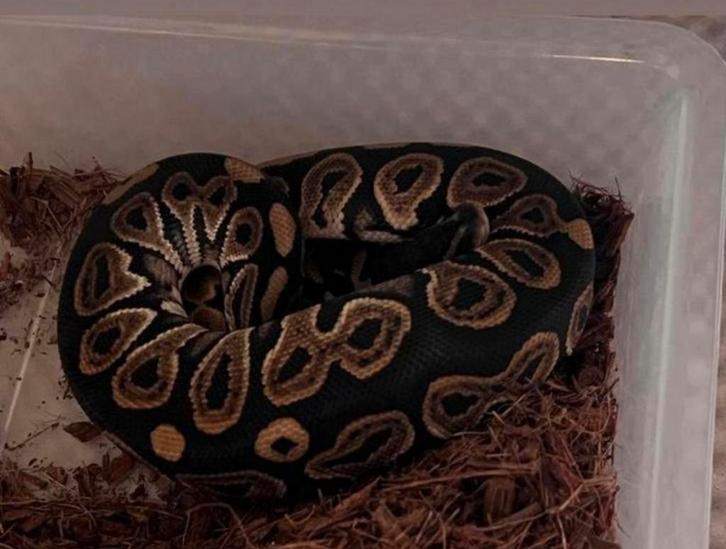 1.1 Ballpython : Black Pastel Het Pied, Dieren en Toebehoren, Reptielen en Amfibieën, Slang, 0 tot 2 jaar, Tam