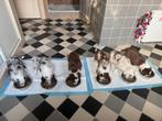 border collie / Australian sheperd pups, Dieren en Toebehoren, Honden | Herdershonden en Veedrijvers, 8 tot 15 weken, Collie, CDV (hondenziekte)