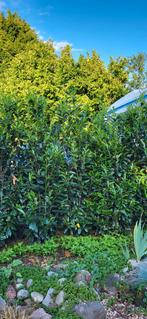 prunus laurocerusus "Elly", Tuin en Terras, Planten | Struiken en Hagen, Ophalen, Laurier, 100 tot 250 cm