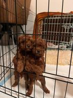 🐶 Toy poedel pups kleur Rood Red brown 🐶, Particulier, Meerdere, 8 tot 15 weken, Meerdere dieren