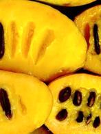 Asimina triloba Sunflower / pawpaw boom, Lente, 250 tot 400 cm, Ophalen, Volle zon