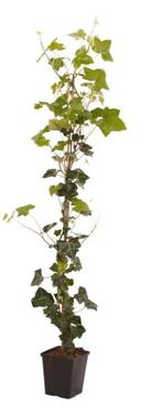 Klimop/ hedera planten, Ophalen, Overige soorten, 100 tot 250 cm