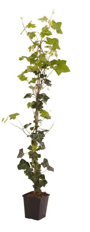 Klimop/ hedera planten  beschikbaar voor biedingen
