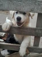 Witte herder x labrador (Herbrador) pups mogen verhuizen., Dieren en Toebehoren, Honden | Herdershonden en Veedrijvers, Overige rassen