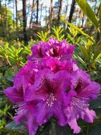 Rhodondendron, Ophalen of Verzenden, Voorjaar, Volle zon, Zaad