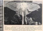 Artis 1928; de Indische Maanvlinder, Verzenden, Voor 1940, Gebruikt, Dier