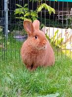 Thrianta konijn (voedster), Dieren en Toebehoren, Konijnen, Vrouwelijk