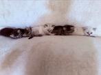 5 prachtige britse langhaar x sibirische boskat kittens, Dieren en Toebehoren, Meerdere dieren, Ontwormd