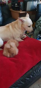 Teddy dwerg konijn., Dieren en Toebehoren, Mannelijk, Dwerg