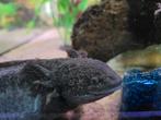 Mijn liefste axolotls zoeken een nieuw thuis, Schildpad