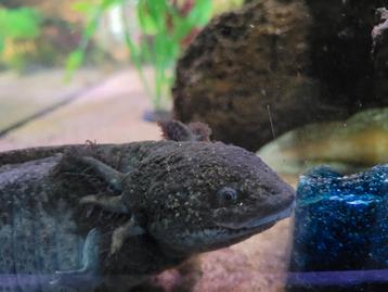 Mijn liefste axolotls zoeken een nieuw thuis beschikbaar voor biedingen