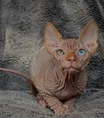 Devon rex Sphynx kittens katten, Meerdere dieren, Gechipt, 0 tot 2 jaar