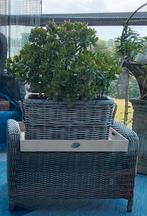 Crassula, Tuin en Terras, Planten | Bomen, Ophalen of Verzenden, Volle zon, Overige soorten, Minder dan 100 cm