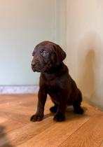 Labmaraner pups, Dieren en Toebehoren, Nederland, CDV (hondenziekte), 8 tot 15 weken, Meerdere