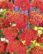 Duizendblad rood en geel, Volle zon, Vaste plant, Zomer, Ophalen
