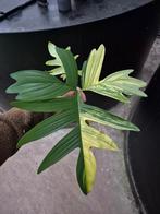 Philodendron pedatum VARIEGATA, Huis en Inrichting, Kamerplanten, Ophalen of Verzenden, Halfschaduw, Minder dan 100 cm