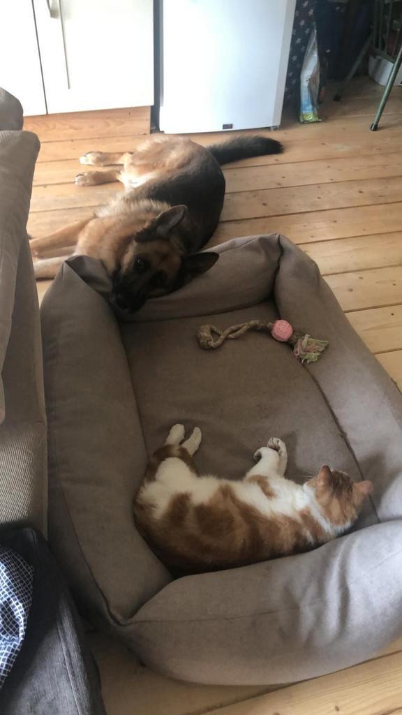 Gezocht 2 kittens/ katten- 2 a 3 jaar. 5* huis aangeboden, Dieren en Toebehoren, Katten en Kittens | Overige Katten, Geslacht onbekend