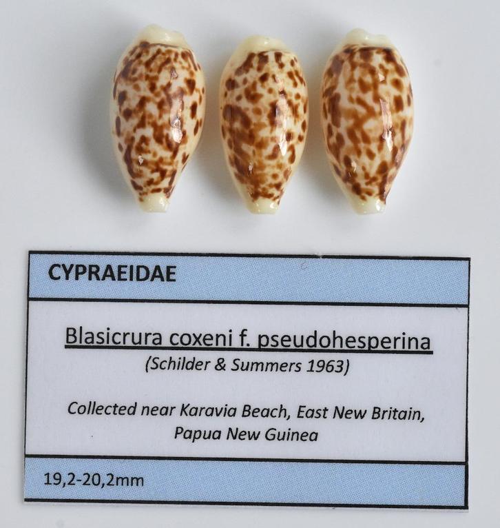 Schelpen: Cypraea coxeni f. pseudohesperina 19,2-20,2mm, Verzamelen, Mineralen en Fossielen, Schelp(en), Ophalen of Verzenden