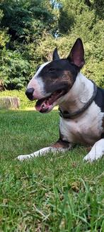 Gezocht: bullterrier ( dekreu...( hond is niet te koop), Particulier, Rabiës (hondsdolheid), 3 tot 5 jaar, Teef