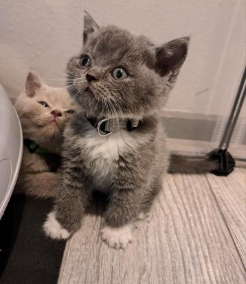 Nestje raszuivere britse korthaar kittens beschikbaar voor biedingen
