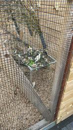 te koop majoor putters, Dieren en Toebehoren, Vogels | Overige Vogels, Mannelijk, Wildzangvogel